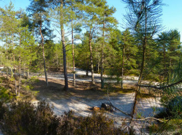 03 foret blo 03 foret blo
