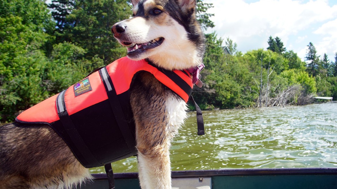 Votre chien veut découvrir la vallée du Loing en canoë?