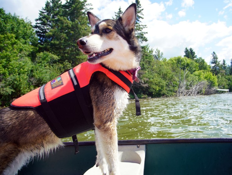 Votre chien veut découvrir la vallée du Loing en canoë?