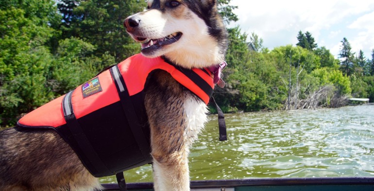 Votre chien veut découvrir la vallée du Loing en canoë?